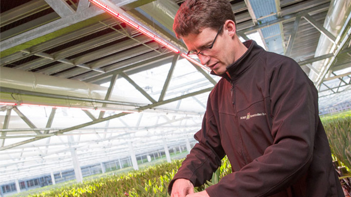 Jos Borst verzorgt zijn planten onder Philips-tuinbouwverlichting 