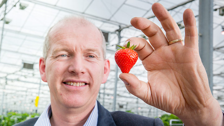 Marcel Dings, Brookberries Venlo B.V. 