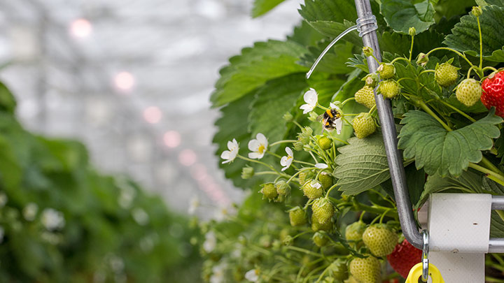 Strawberries, Brookberries