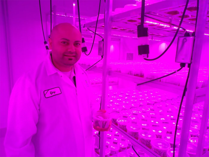 Kwekerijlaboratorium volledig verlicht door Philips-tuinbouwverlichting