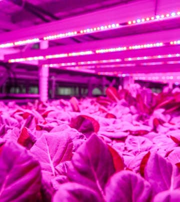 Plantenteelt onder LED-verlichting