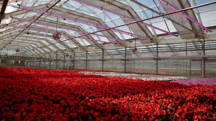 Bordine's greenhouse