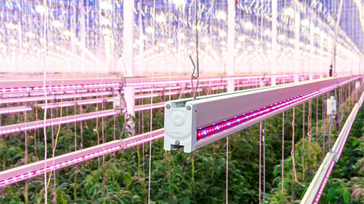  Kleurige Philips Lighting-armatuur in de kas 