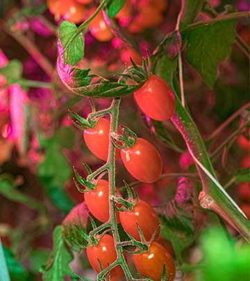 Flavourfresh, Lancashire, VK