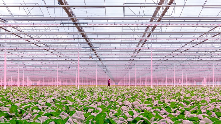 GreenPower LED toplighting in de kassen van Siberia