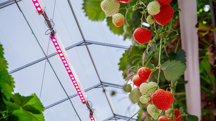 GreenPower LED toplighting en aardbeien