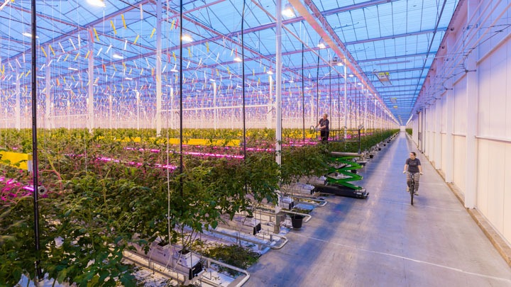 GreenPower LED interlighting in de kwekerij van Wim Peters