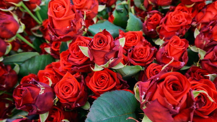 Cut roses
