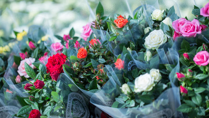 Potted roses