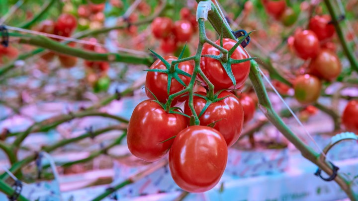 Tomatoes