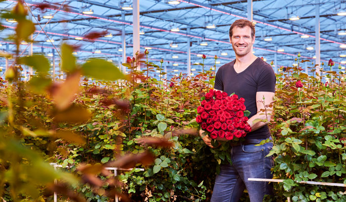 Marjoland roses