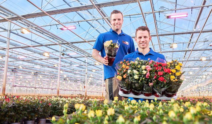 Potted roses