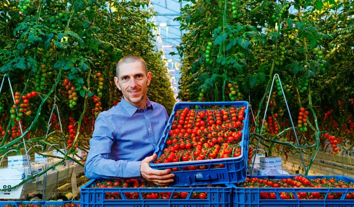 Tomco project tomatoes Belgium