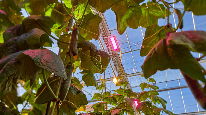 Conclusion - Proven results of LED interlighting for high-wire cultivation