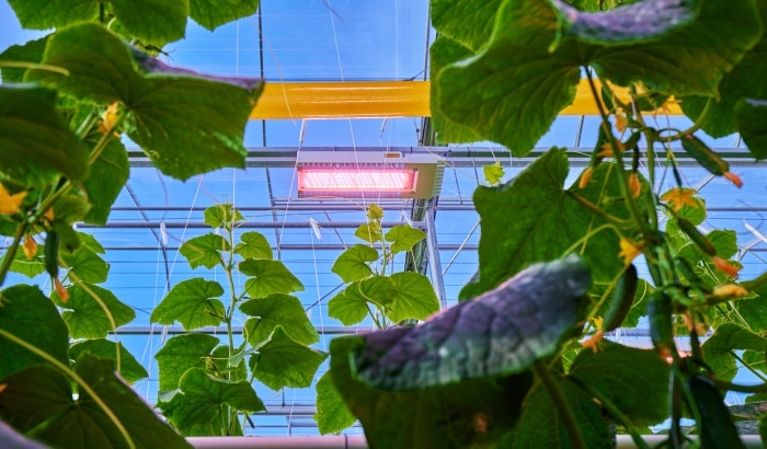 Groei maximalisatie naar optimale energiebenutting te gaan