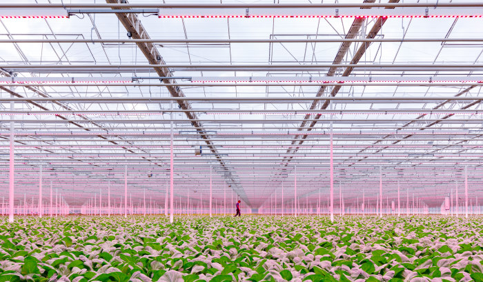Myths surrounding ‘white light’ - Do you need ‘white’ light to grow better crops?