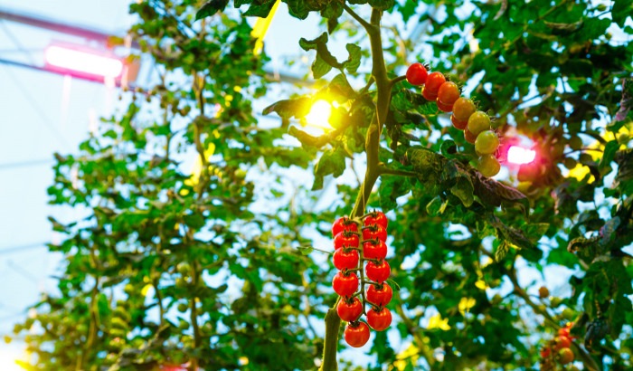 Tomaten telen onder LED belichting