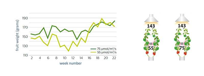 Fruit weight increases when adding more light early in the year
