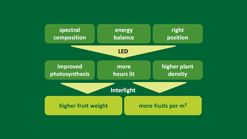 Conclusion - Proven results of LED interlighting for high-wire cultivation