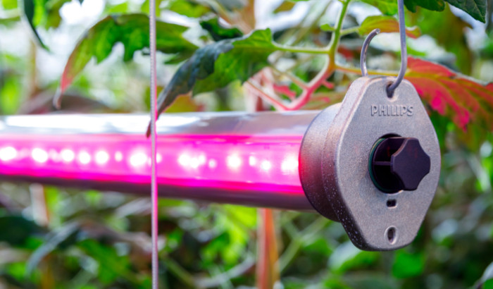 Bewezen resultaten van LED interlighting bij hogedraad teelt?