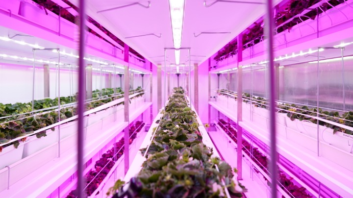 3 Tips voor het daglichtloos telen van aardbeien met Philips LED