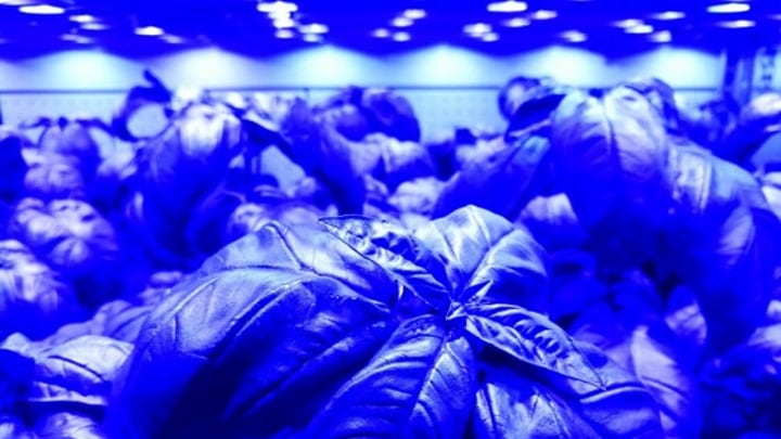 LEDs are part of a new system that gives access to new capabilities, such as climate fine-tuning, saving energy and slides with plant data.