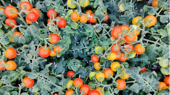 Growwise Tomatoes