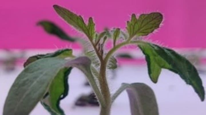 Growwise Tomatoes