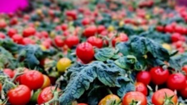 Growwise Tomatoes