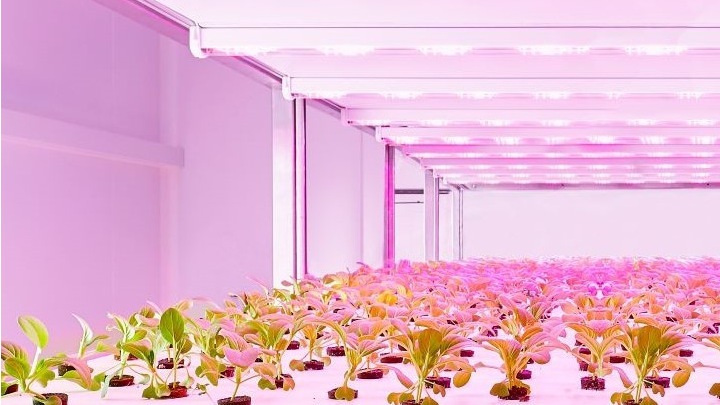GrowWise