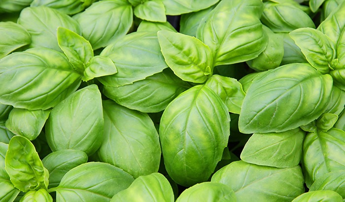 Effecten van temperatuur op de groei van basilicum: sommige houden ervan!