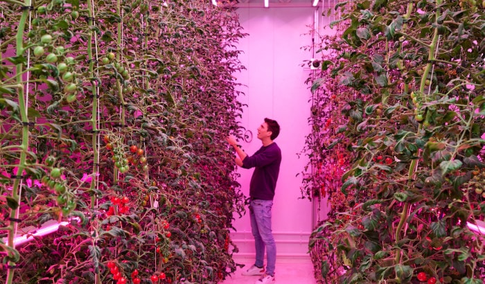 Tomaten op een andere manier verticaal telen