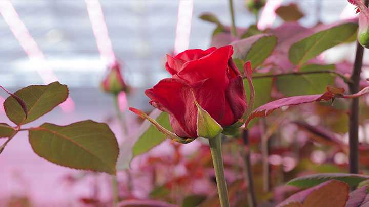 The perfect rose