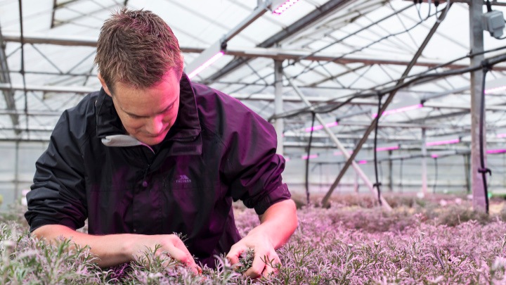 Tot 96% hogere succespercentages voor vermeerdering met Philips LED-vermeerderingslampen