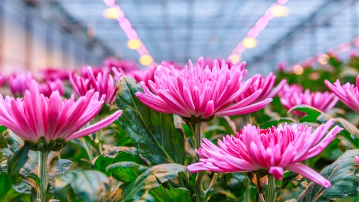 Krijg sterkere chrysanten die langer mooi blijven