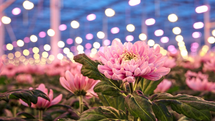 Rozen