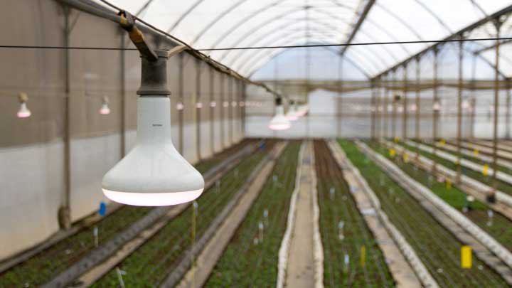 GreenPower LED flowering lamp