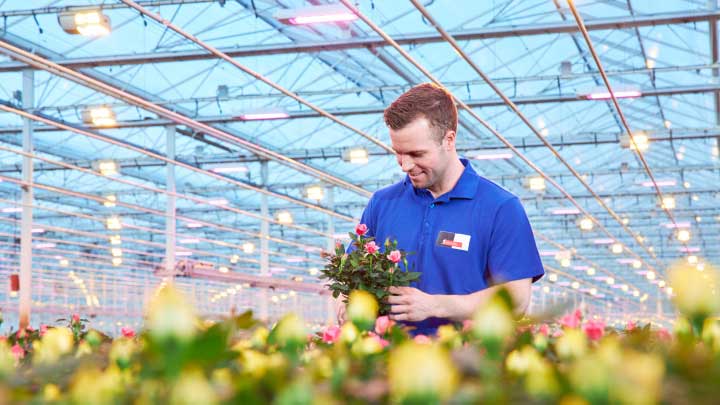 LED-groeilampen voor fruit: profiteer van lagere energiekosten, voorspelbare oogsten en hogere opbrengsten