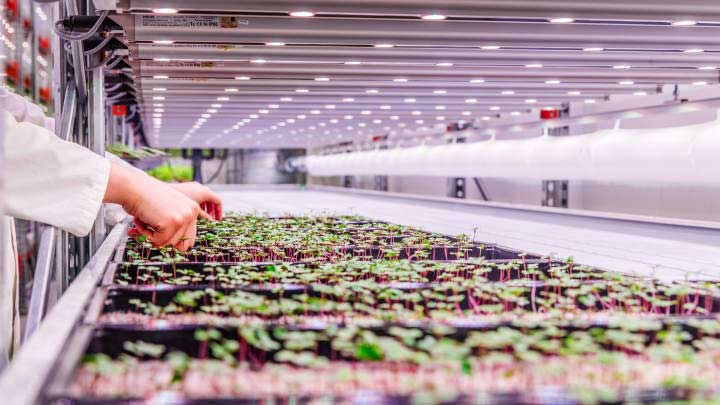 LED-groeilampen voor kruiden: voor gewassen die opvallend goed verkopen