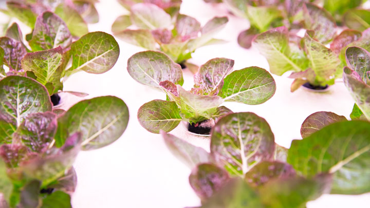 innovatus-crop