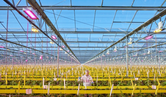 3 Macrotrends die LED oplossingen de standaard maken voor de tuinbouw
