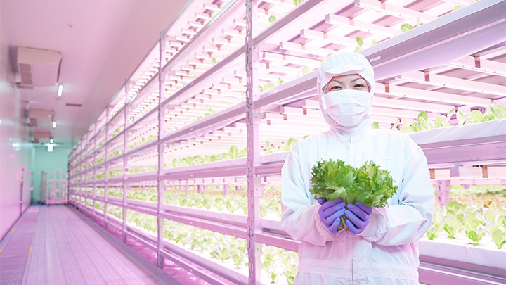 Japanese food producers harvest the benefits of vertical farming with LED lighting