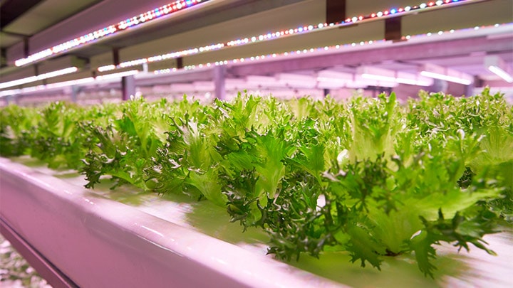 Japanese food producers harvest the benefits of vertical farming with LED lighting
