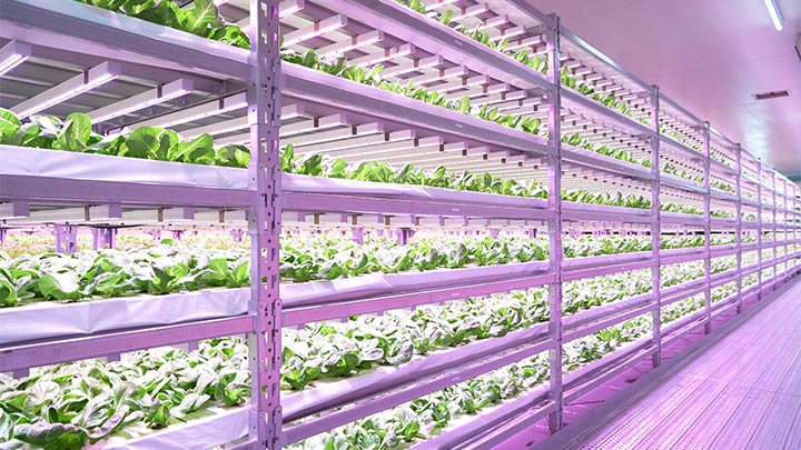 Japanese food producers harvest the benefits of vertical farming with LED lighting