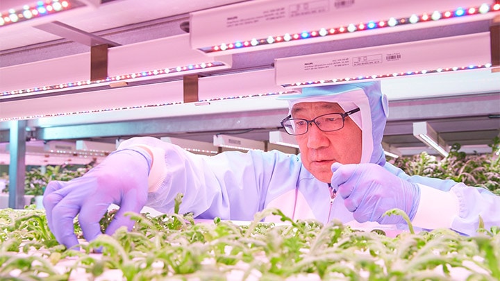 Japanese food producers harvest the benefits of vertical farming with LED lighting