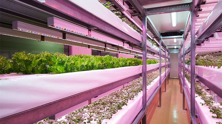 Japanese food producers harvest the benefits of vertical farming with LED lighting