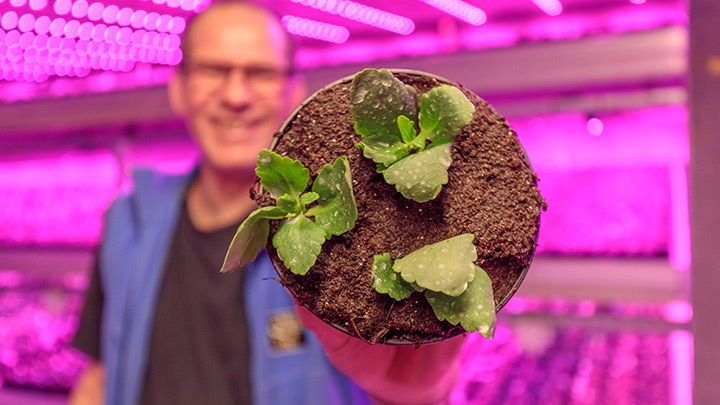Danish kalanchoe producer Queen