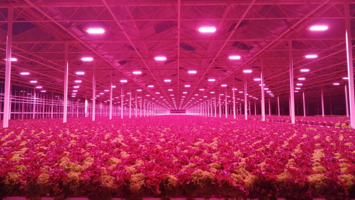 Philips GreenPower LED Toplighting Compact wordt samen met het GrowWise Control System geïnstalleerd