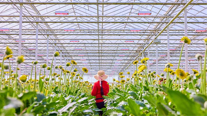 Woman among gerberas