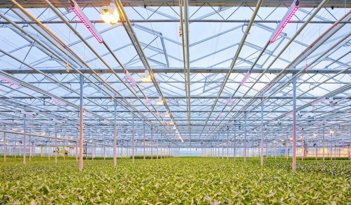 Kwekerij Bakker met het verbeteren van de bloemkwaliteit
